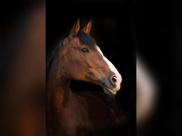 Oldenburger Springpferd Stute 15 Jahre 166 cm Brauner in Dingen