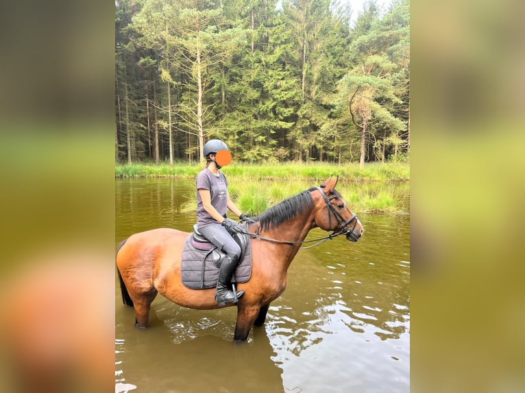 Oldenburger Springpferd Stute 15 Jahre 166 cm Brauner in Dingen
