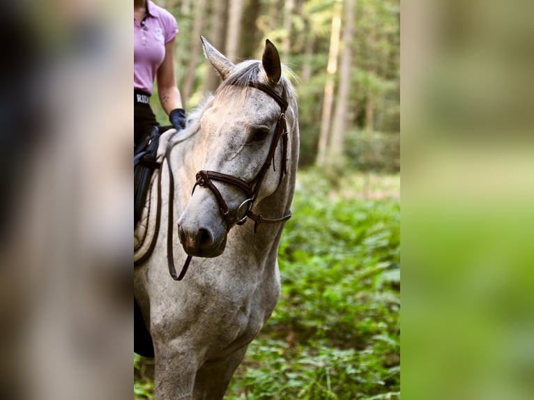 Oldenburger Springpferd Stute 15 Jahre 166 cm Schimmel in Engelschoff