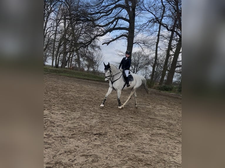 Oldenburger Springpferd Stute 15 Jahre 167 cm Schimmel in Bad Bodenteich