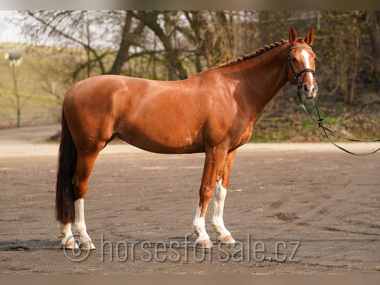 Oldenburger Springpferd Stute 15 Jahre 171 cm Fuchs in Region Prag