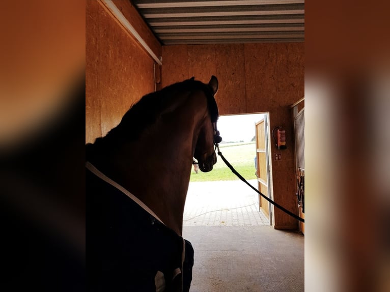 Oldenburger Springpferd Stute 15 Jahre 172 cm Brauner in Kirchberg an der Murr