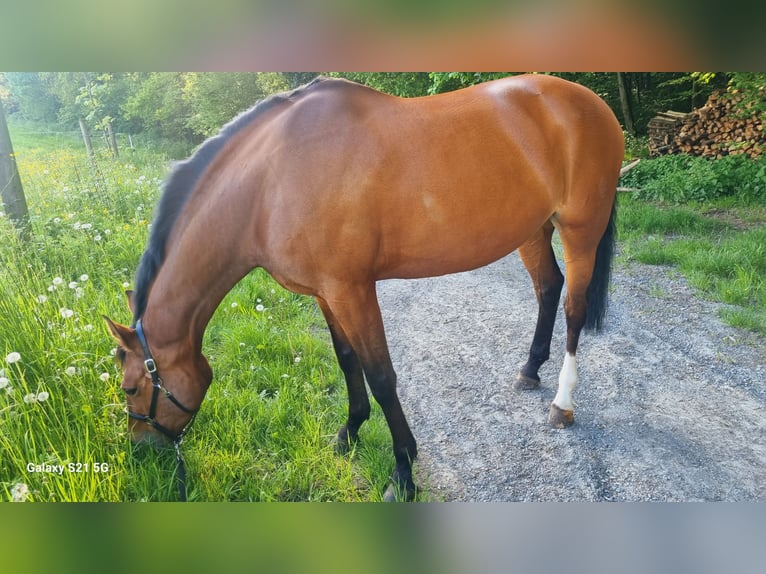 Oldenburger Springpferd Stute 15 Jahre 172 cm Brauner in Kirchberg an der Murr