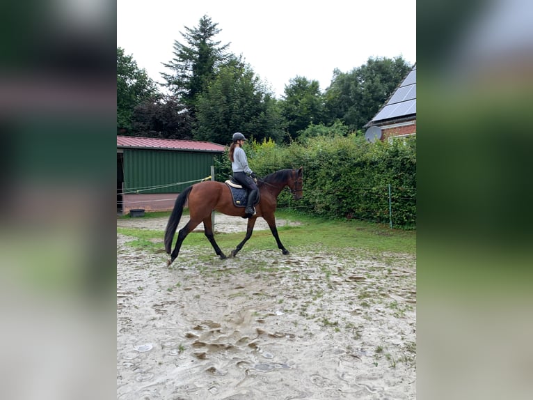 Oldenburger Springpferd Stute 15 Jahre Brauner in Aurich