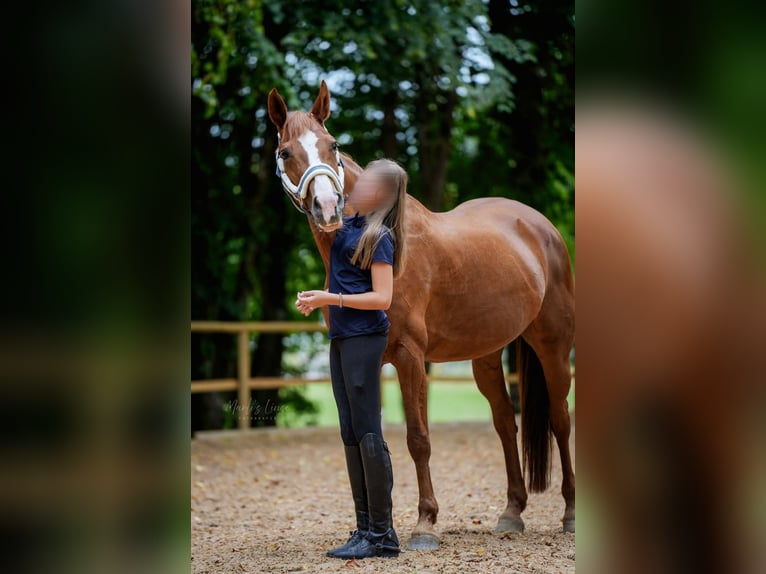 Oldenburger Springpferd Stute 16 Jahre 163 cm Fuchs in Königsbronn