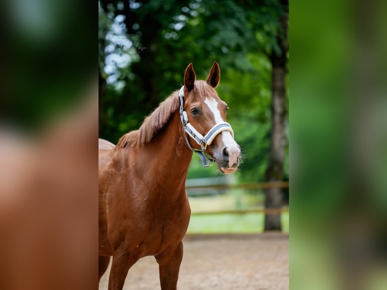 Oldenburger Springpferd Stute 16 Jahre 163 cm Fuchs in Königsbronn