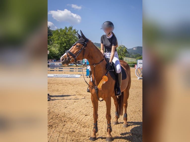 Oldenburger Springpferd Stute 16 Jahre 163 cm Fuchs in Königsbronn