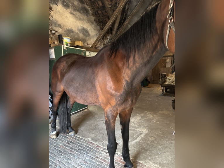 Oldenburger Springpferd Stute 16 Jahre 165 cm Brauner in Edewecht