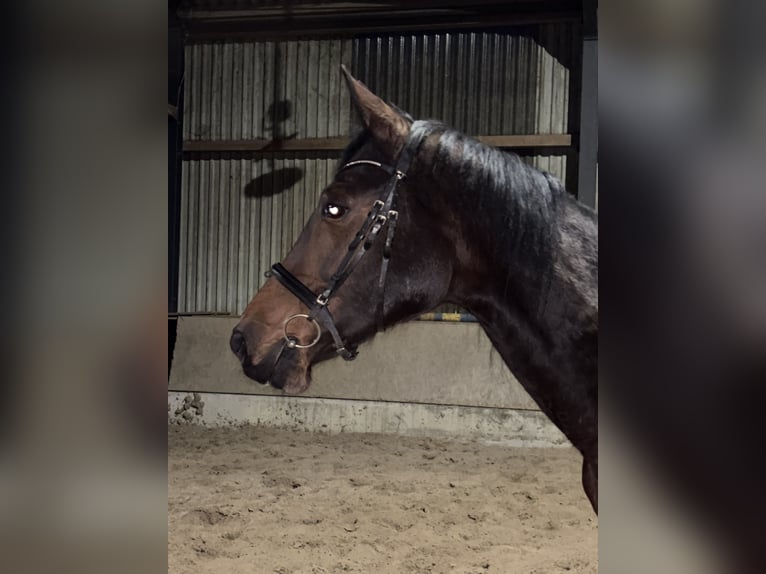 Oldenburger Springpferd Stute 16 Jahre 165 cm Brauner in Edewecht