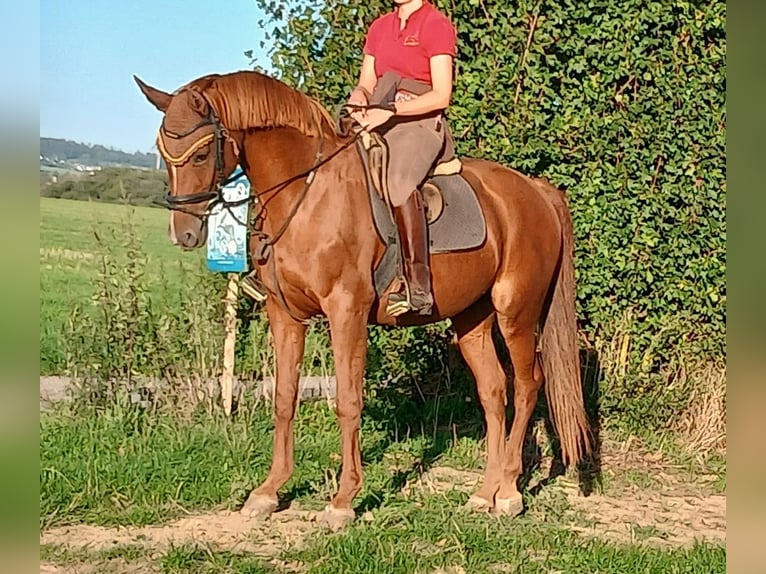 Oldenburger Springpferd Stute 16 Jahre 166 cm Fuchs in Runkel