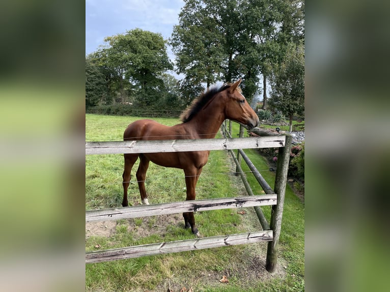 Oldenburger Springpferd Stute 16 Jahre 167 cm Dunkelfuchs in Gro&#xDF;efehn Bagband