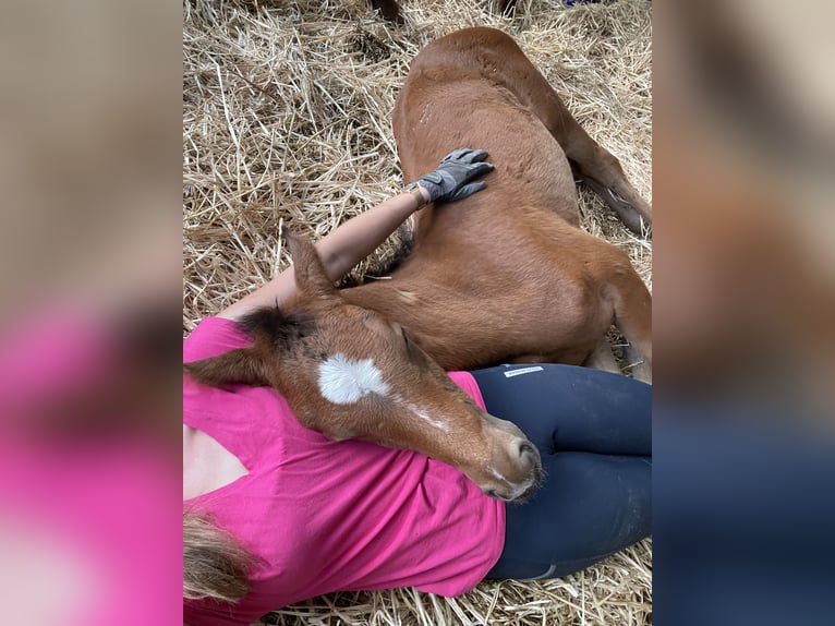 Oldenburger Springpferd Stute 16 Jahre 167 cm Dunkelfuchs in Gro&#xDF;efehn Bagband