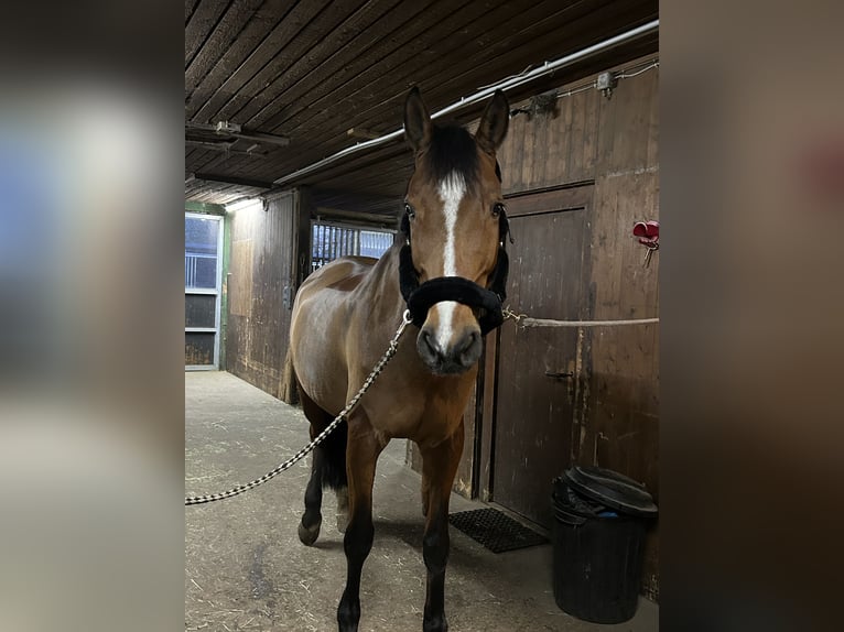 Oldenburger Springpferd Stute 16 Jahre 168 cm in Überlingen