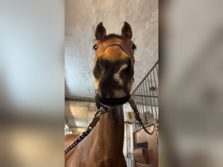 Oldenburger Springpferd Stute 16 Jahre 170 cm Brauner in Crivitz
