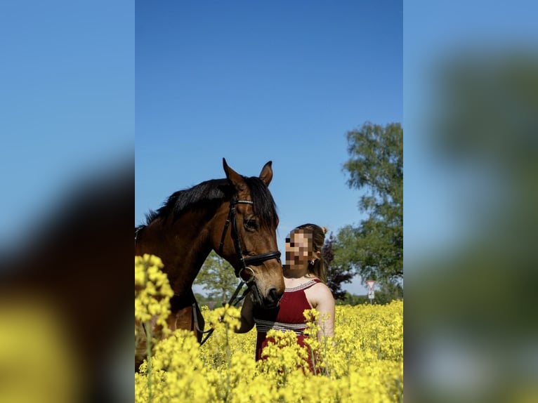 Oldenburger Springpferd Stute 16 Jahre 170 cm Brauner in Crivitz