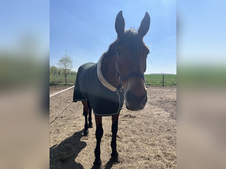 Oldenburger Springpferd Stute 16 Jahre 170 cm Brauner in Crivitz