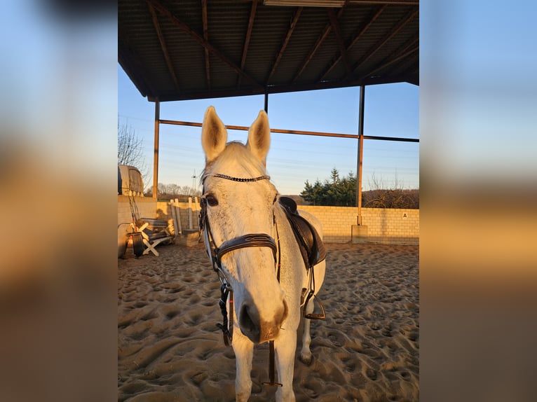 Oldenburger Springpferd Stute 16 Jahre 170 cm Fliegenschimmel in Rockenberg