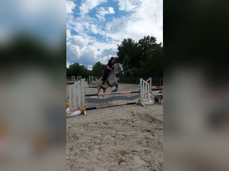 Oldenburger Springpferd Stute 16 Jahre 170 cm Fliegenschimmel in Rockenberg