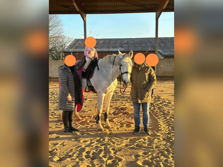 Oldenburger Springpferd Stute 16 Jahre 170 cm Fliegenschimmel in Rockenberg
