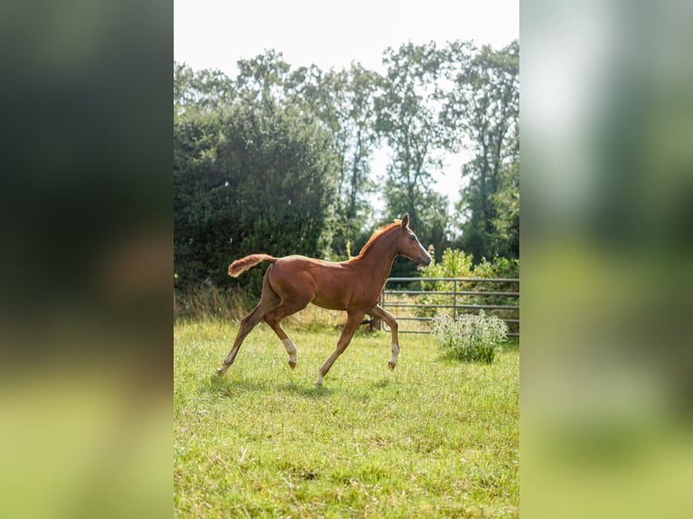 Oldenburger Springpferd Stute 16 Jahre 171 cm Dunkelfuchs in Löningen