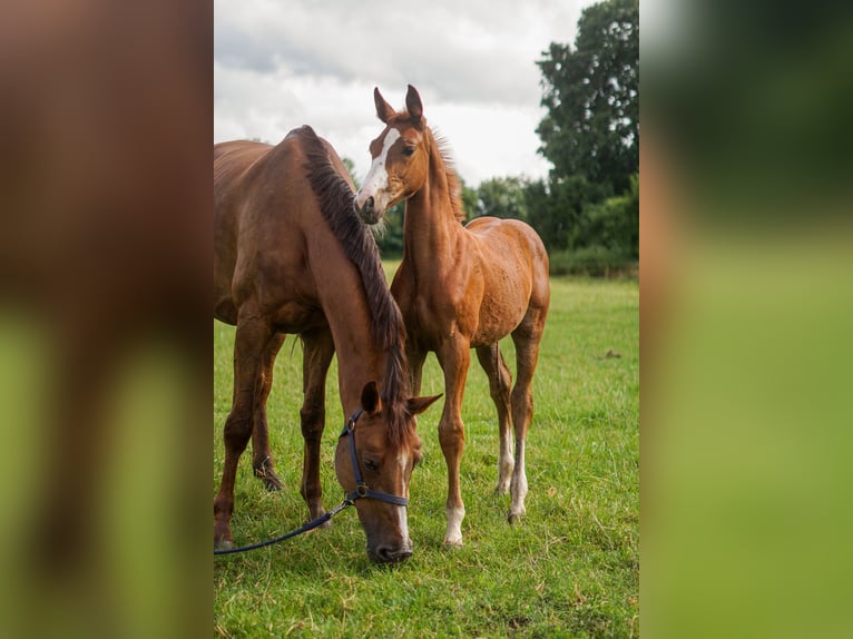 Oldenburger Springpferd Stute 16 Jahre 171 cm Dunkelfuchs in Löningen