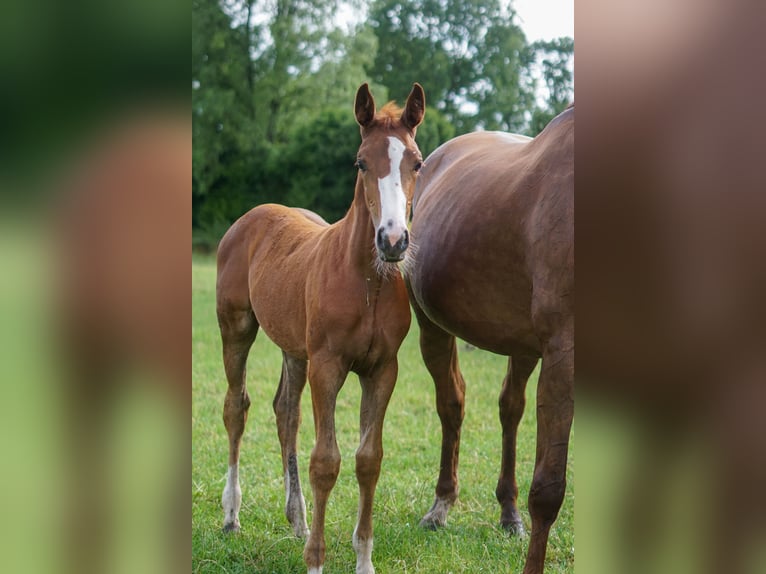 Oldenburger Springpferd Stute 16 Jahre 171 cm Dunkelfuchs in Löningen