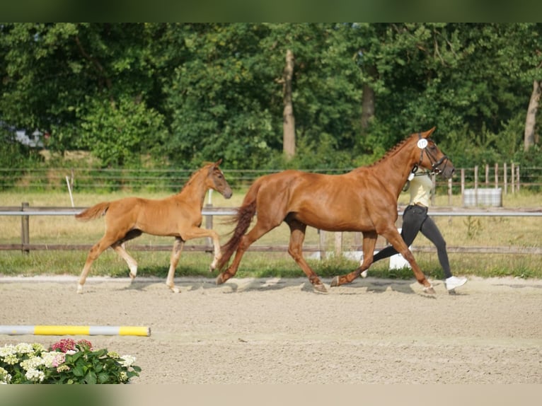 Oldenburger Springpferd Stute 17 Jahre 167 cm Dunkelfuchs in Großefehn Bagband