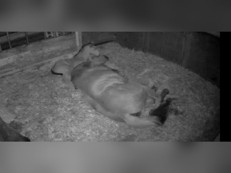 Oldenburger Springpferd Stute 17 Jahre 167 cm Dunkelfuchs in Großefehn Bagband