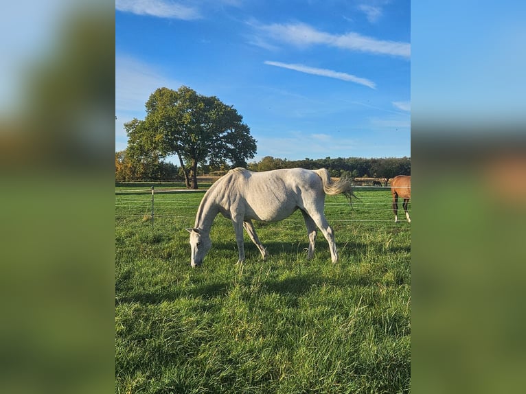 Oldenburger Springpferd Stute 17 Jahre 167 cm Fliegenschimmel in Bismark (Altmark) OT B&#xFC;ste