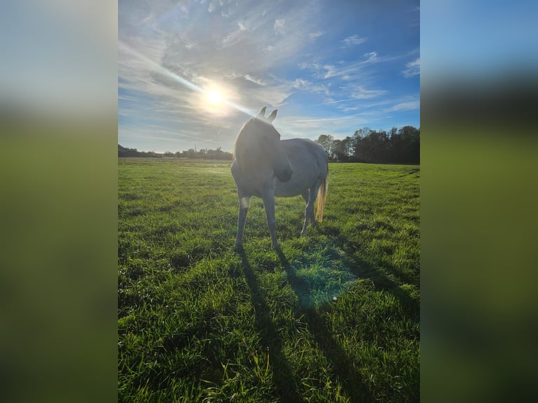Oldenburger Springpferd Stute 17 Jahre 167 cm Fliegenschimmel in Bismark (Altmark) OT B&#xFC;ste