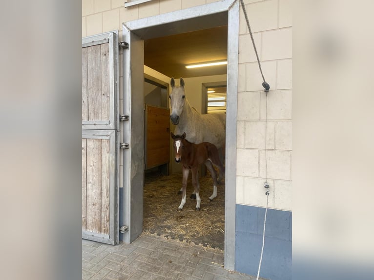 Oldenburger Springpferd Stute 17 Jahre 167 cm Fliegenschimmel in Bismark (Altmark) OT B&#xFC;ste