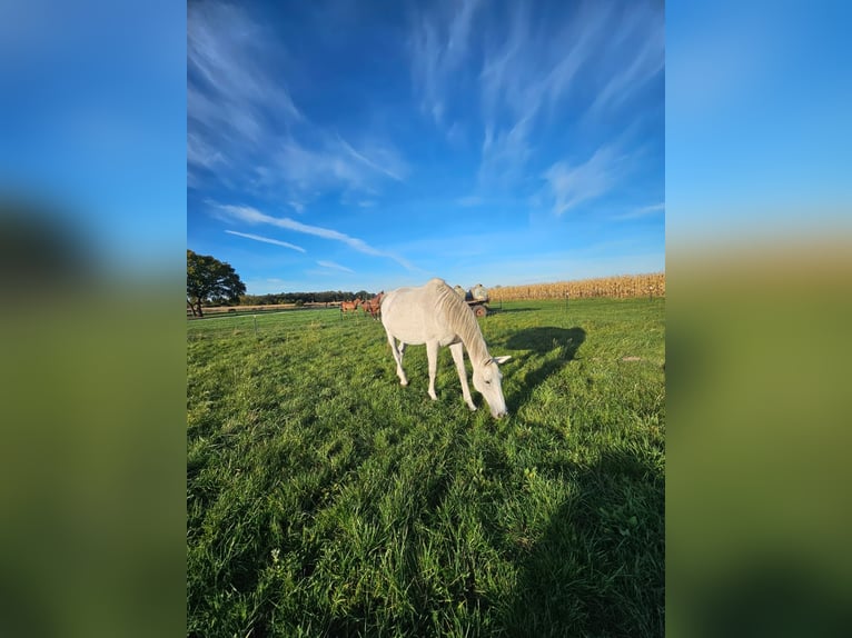 Oldenburger Springpferd Stute 17 Jahre 167 cm Fliegenschimmel in Bismark (Altmark) OT B&#xFC;ste