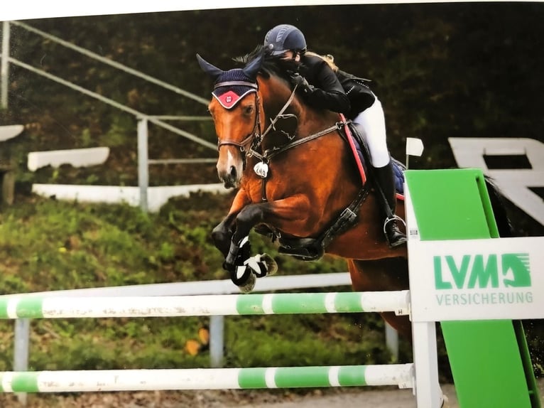 Oldenburger Springpferd Stute 17 Jahre 168 cm Brauner in Mücke