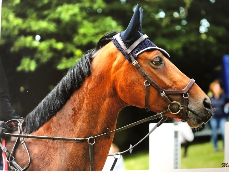 Oldenburger Springpferd Stute 17 Jahre 168 cm Brauner in Mücke