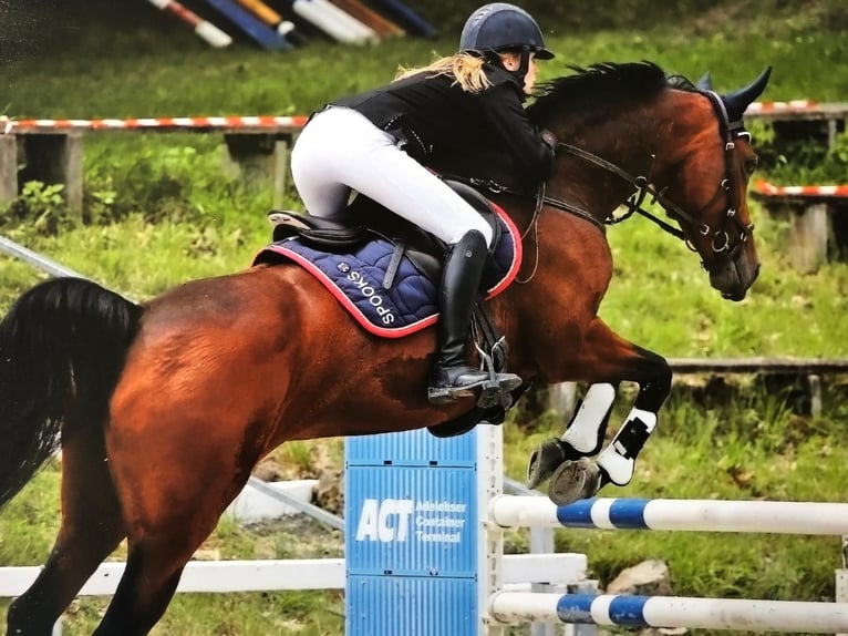 Oldenburger Springpferd Stute 17 Jahre 168 cm Brauner in Mücke