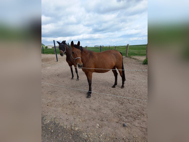 Oldenburger Springpferd Stute 17 Jahre 169 cm Brauner in Bad Langensalza OT Zimmern