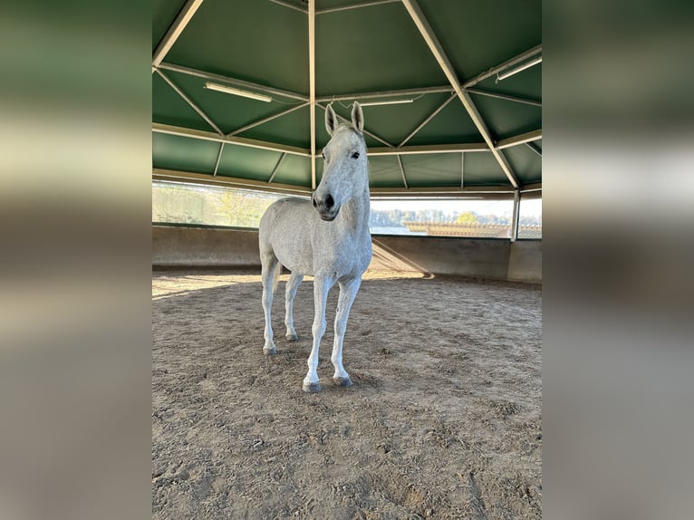 Oldenburger Springpferd Stute 17 Jahre 173 cm Fliegenschimmel in Gondelsheim