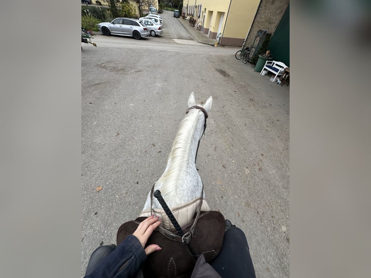 Oldenburger Springpferd Stute 17 Jahre 173 cm Fliegenschimmel in Gondelsheim