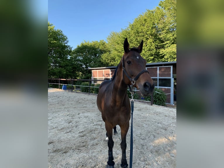 Oldenburger Springpferd Stute 17 Jahre Brauner in Weroth