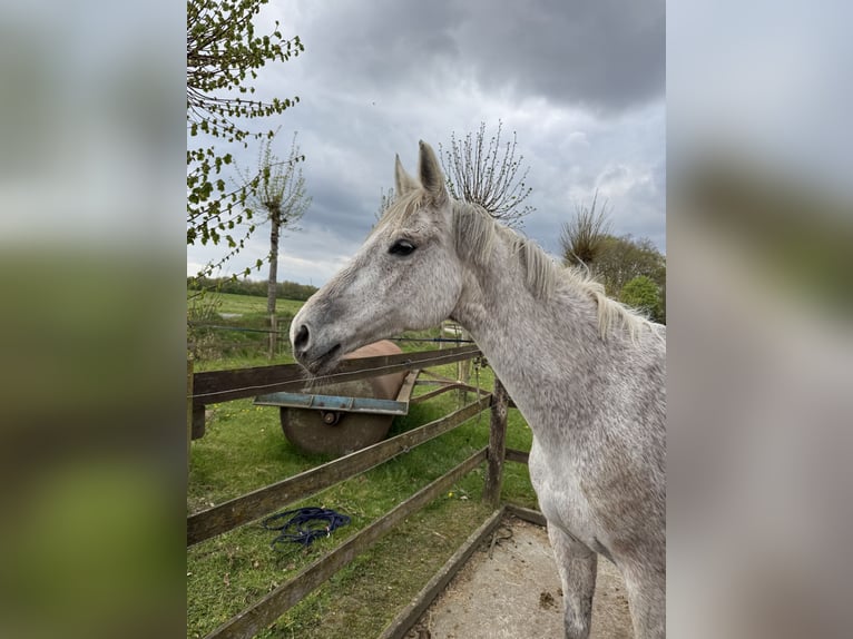 Oldenburger Springpferd Stute 18 Jahre 158 cm Fliegenschimmel in Lingen