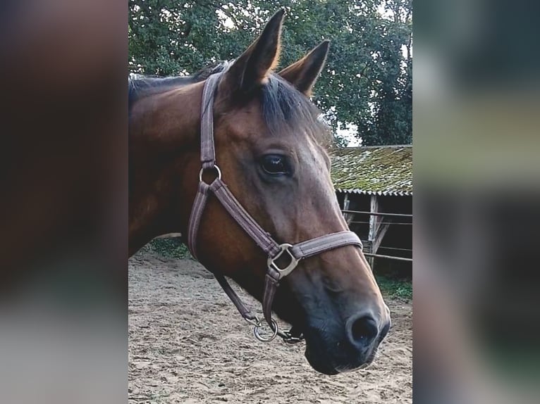 Oldenburger Springpferd Stute 18 Jahre 160 cm Brauner in Nordhorn