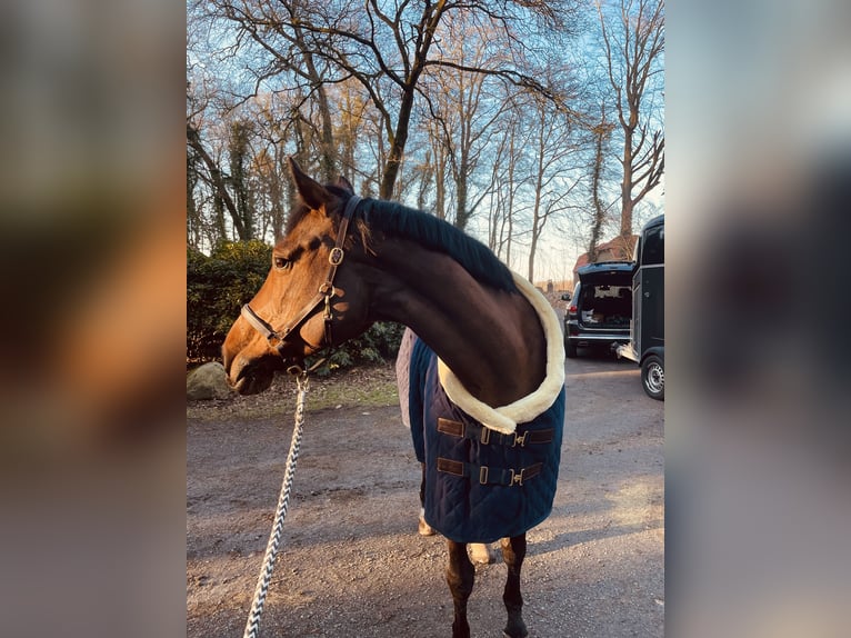 Oldenburger Springpferd Stute 18 Jahre 164 cm Brauner in Oldenburg