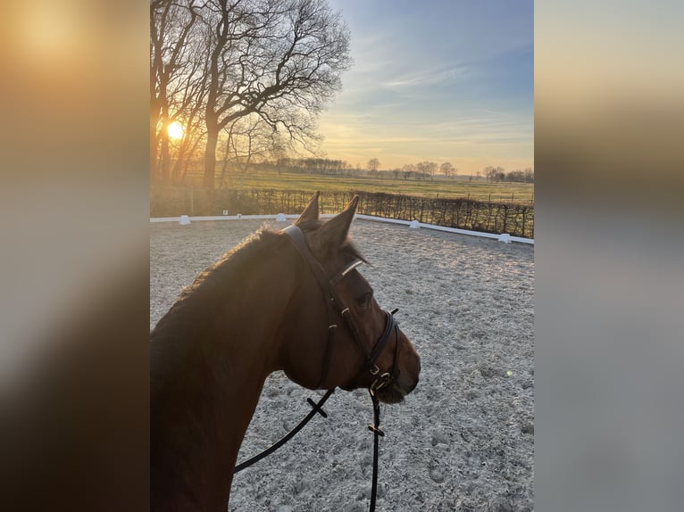 Oldenburger Springpferd Stute 18 Jahre 164 cm Brauner in Oldenburg