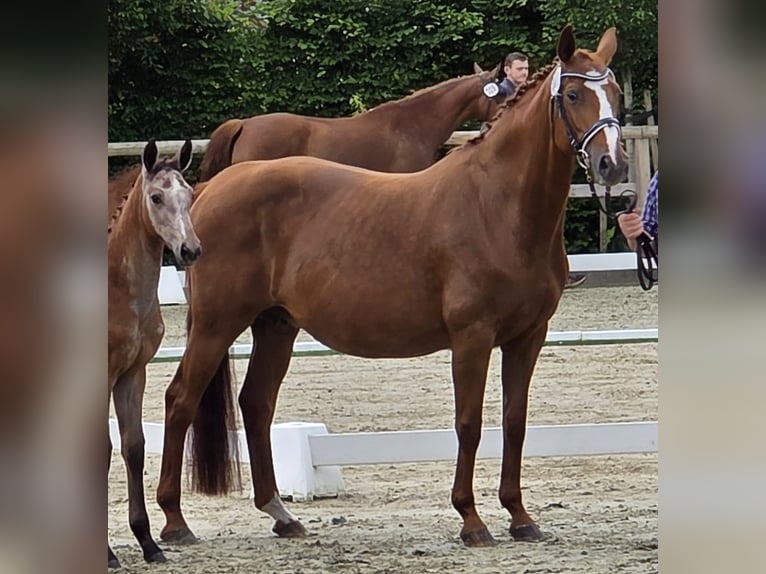 Oldenburger Springpferd Stute 18 Jahre 164 cm Dunkelfuchs in Bösel