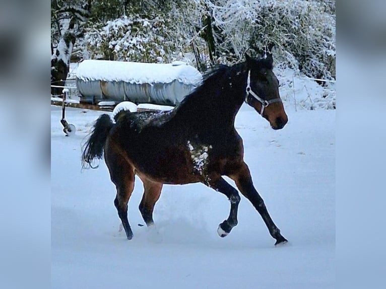 Oldenburger Springpferd Stute 18 Jahre 166 cm Brauner in Freden (Leine)