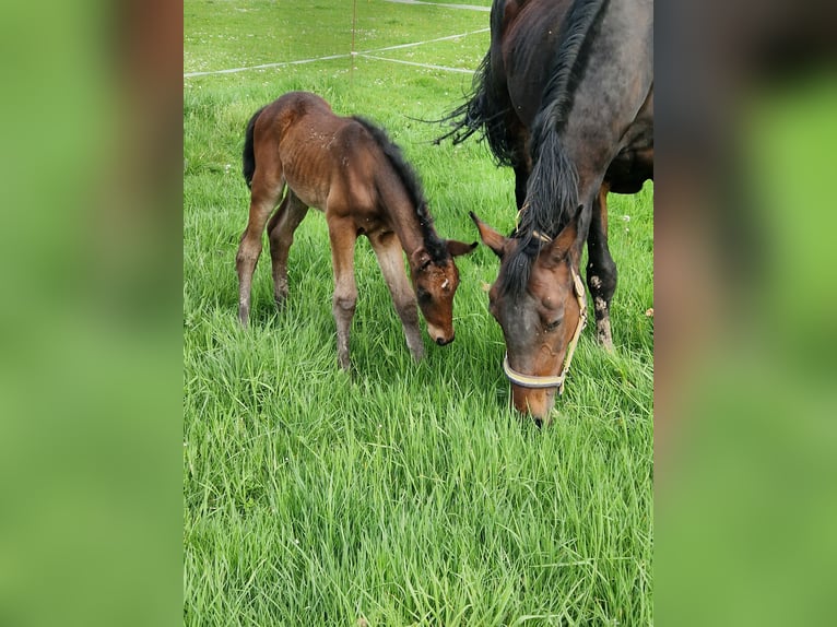 Oldenburger Springpferd Stute 18 Jahre 166 cm Brauner in Freden (Leine)