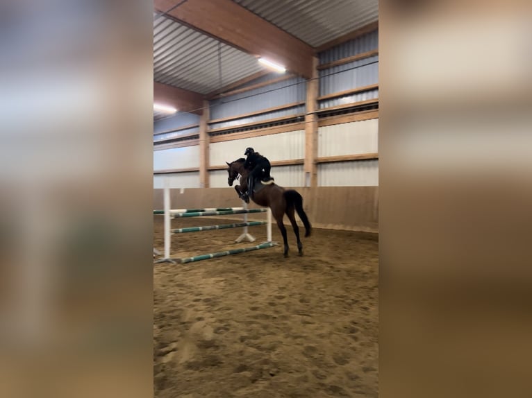 Oldenburger Springpferd Stute 18 Jahre 167 cm Brauner in Gerlenhofen