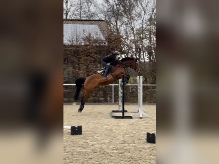 Oldenburger Springpferd Stute 18 Jahre 167 cm Brauner in Gerlenhofen