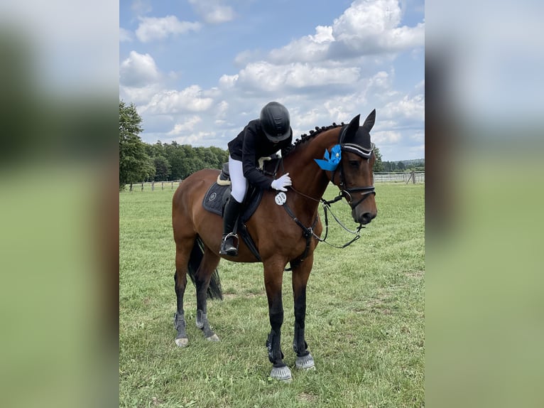 Oldenburger Springpferd Stute 18 Jahre 167 cm Brauner in Gerlenhofen