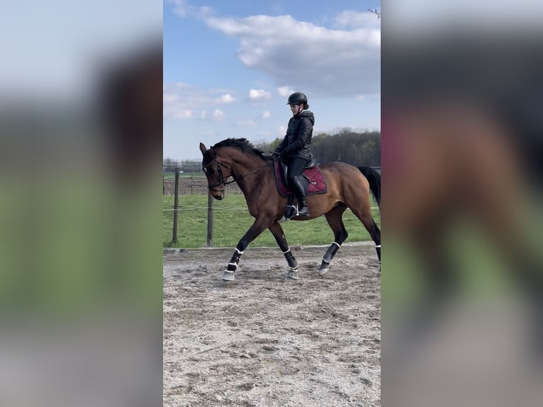 Oldenburger Springpferd Stute 18 Jahre 167 cm Brauner in Gerlenhofen